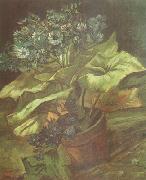 Vincent Van Gogh Cineraria in a Flowerpot (nn04) painting
